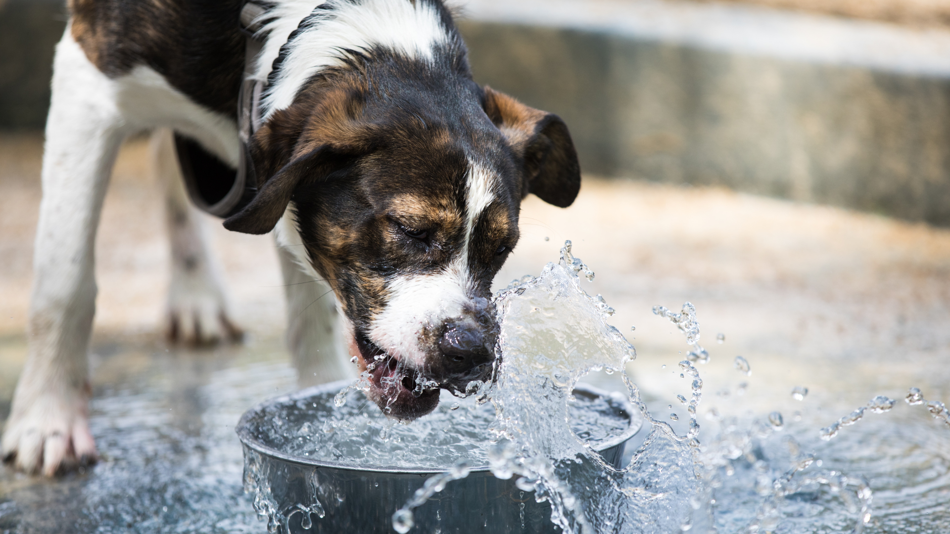 Dog drinking rainwater